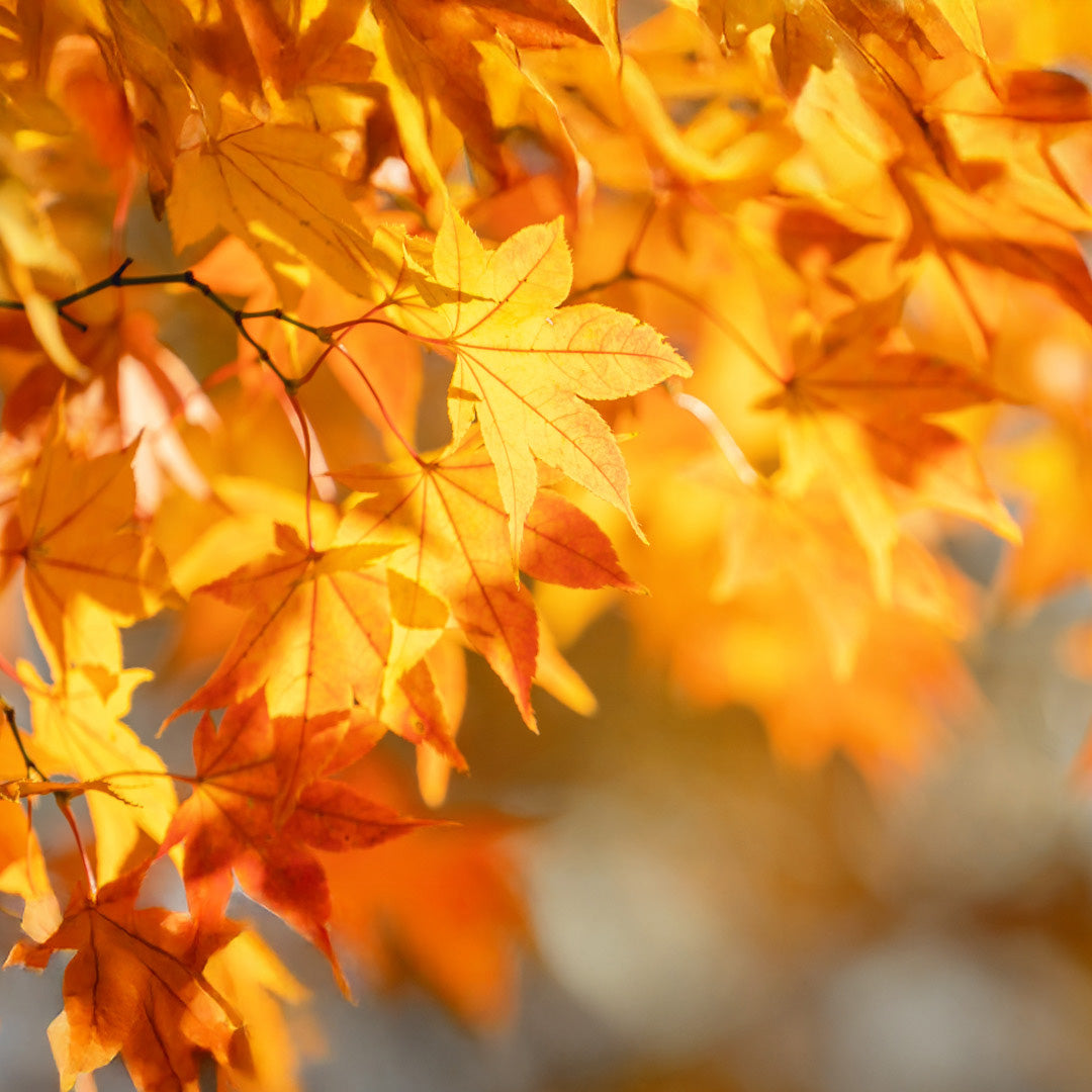 Autumn Collection